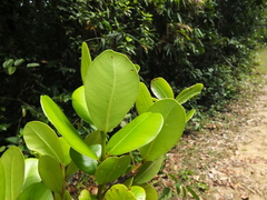 Calophyllum apetalum