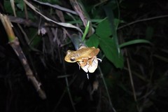 Dendropsophus bogerti