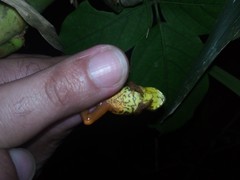 Dendropsophus bogerti