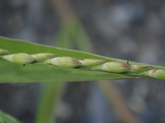 Urochloa subquadripara