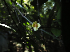 Garcinia morella