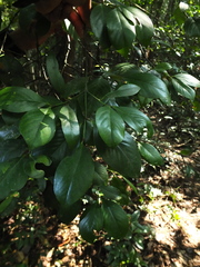 Garcinia morella