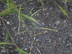 Urochloa subquadripara