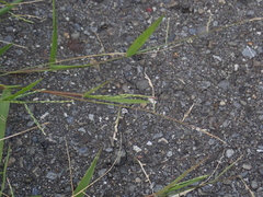 Urochloa subquadripara