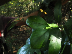 Garcinia morella