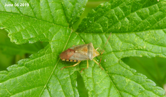 Acanthosoma denticaudum
