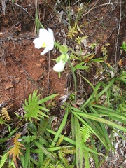 Spathoglottis micronesiaca