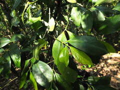 Garcinia morella