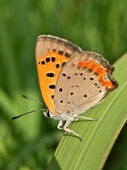 Lycaena phlaeas daimio