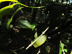 Garcinia morella