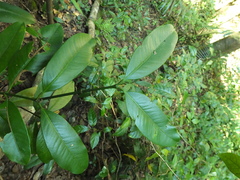 Garcinia talbotii
