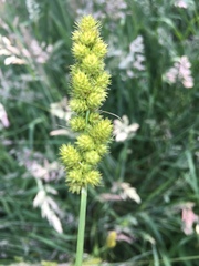 Carex cristatella