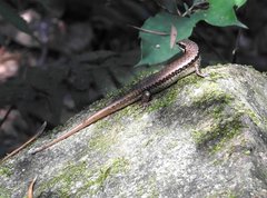 Sphenomorphus incognitus