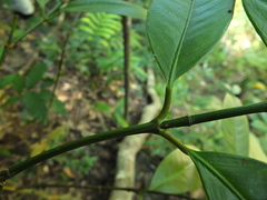 Garcinia talbotii