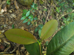 Garcinia talbotii