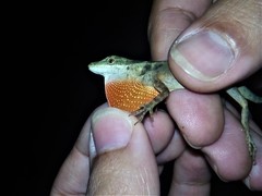 Anolis mariarum