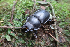 Neolucanus sinicus