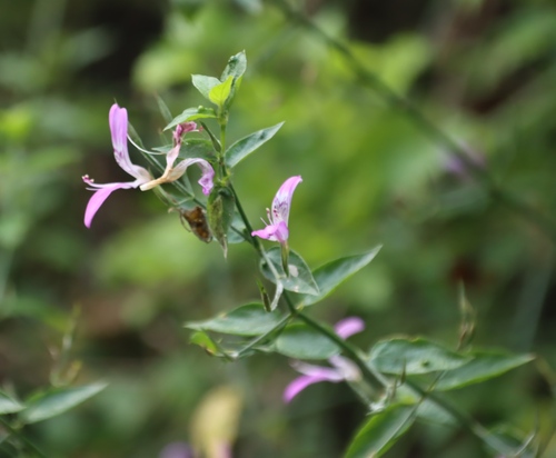 Image of Dicliptera cernua by (c) Tony Rebelo, some rights reserved (CC BY-SA)