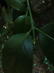 Garcinia talbotii