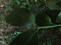 Garcinia talbotii