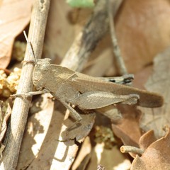 Tomonotus ferruginosus