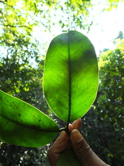 Garcinia talbotii