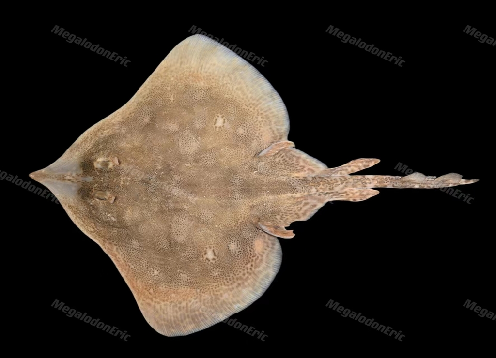 Sharpspine Skate