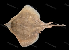 Sharpspine Skate photo 1