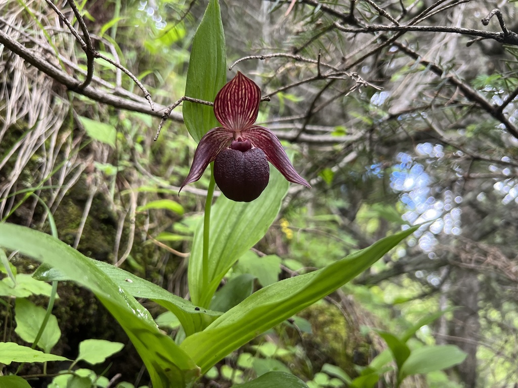 Cypripedium ludlowii P.J.Cribb
