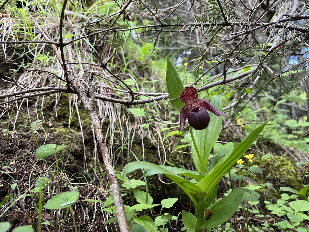 Cypripedium ludlowii P.J.Cribb 2