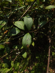 Ichnocarpus frutescens
