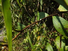 Ichnocarpus frutescens