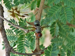 Senopterina caerulescens
