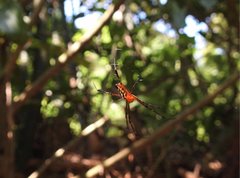 Leucauge tessellata