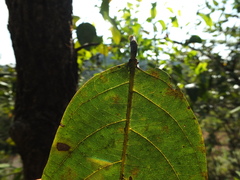 Terminalia chebula