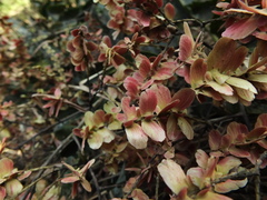 Terminalia paniculata