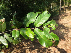 Terminalia paniculata