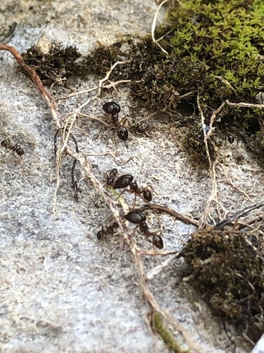Pallid Big-headed Ant, Piazza della Chiesa, Bellagio, Lombardy, IT, photo 6 of 10