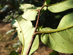 Terminalia paniculata