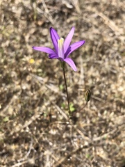 Brodiaea leptandra