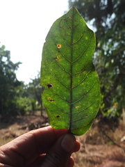 Terminalia paniculata
