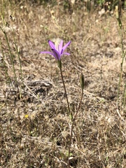 Brodiaea leptandra
