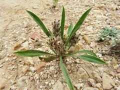 Plantago wrightiana
