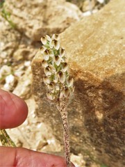 Plantago wrightiana