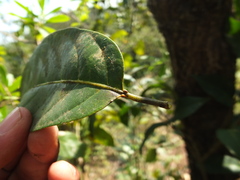 Terminalia chebula