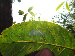 Terminalia chebula