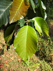 Dipterocarpus indicus