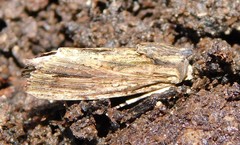 Magusa versicolora