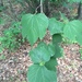 Blunt-lobe Spicebush - Photo (c) Carrie Seltzer, some rights reserved (CC BY-NC), uploaded by Carrie Seltzer