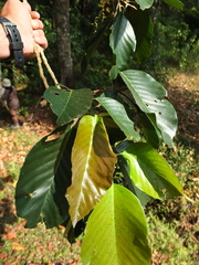 Dipterocarpus indicus